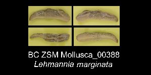  ( - BC ZSM Mollusca_ 00388)  @11 [ ] CreativeCommons - Attribution Non-Commercial Share-Alike (2012) SNSB, Zoologische Staatssammlung Muenchen SNSB, Zoologische Staatssammlung Muenchen