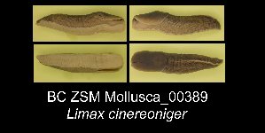  (Limax cinereoniger - BC ZSM Mollusca_ 00389)  @12 [ ] CreativeCommons - Attribution Non-Commercial Share-Alike (2012) SNSB, Zoologische Staatssammlung Muenchen SNSB, Zoologische Staatssammlung Muenchen