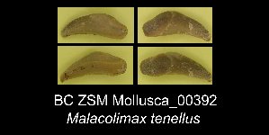  (Malacolimax - BC ZSM Mollusca_ 00392)  @11 [ ] CreativeCommons - Attribution Non-Commercial Share-Alike (2012) SNSB, Zoologische Staatssammlung Muenchen SNSB, Zoologische Staatssammlung Muenchen