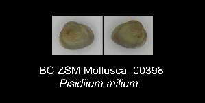  (Pisidium milium - BC ZSM Mollusca_ 00398)  @11 [ ] CreativeCommons - Attribution Non-Commercial Share-Alike (2012) SNSB, Zoologische Staatssammlung Muenchen SNSB, Zoologische Staatssammlung Muenchen
