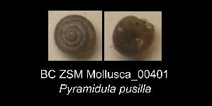 (Pyramidula - BC ZSM Mollusca_ 00401)  @12 [ ] CreativeCommons - Attribution Non-Commercial Share-Alike (2012) SNSB, Zoologische Staatssammlung Muenchen SNSB, Zoologische Staatssammlung Muenchen