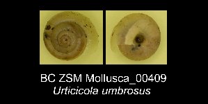  ( - BC ZSM Mollusca_ 00409)  @11 [ ] CreativeCommons - Attribution Non-Commercial Share-Alike (2012) SNSB, Zoologische Staatssammlung Muenchen SNSB, Zoologische Staatssammlung Muenchen