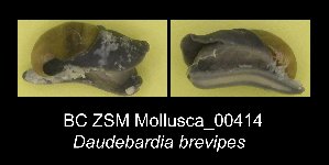  (Daudebardia - BC ZSM Mollusca_ 00414)  @13 [ ] CreativeCommons - Attribution Non-Commercial Share-Alike (2012) SNSB, Zoologische Staatssammlung Muenchen SNSB, Zoologische Staatssammlung Muenchen
