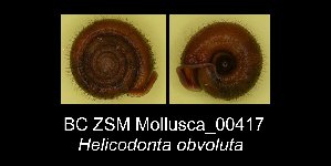  ( - BC ZSM Mollusca_ 00417)  @12 [ ] CreativeCommons - Attribution Non-Commercial Share-Alike (2012) SNSB, Zoologische Staatssammlung Muenchen SNSB, Zoologische Staatssammlung Muenchen