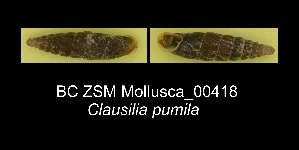  (Clausilia pumila - BC ZSM Mollusca_ 00418)  @13 [ ] CreativeCommons - Attribution Non-Commercial Share-Alike (2012) SNSB, Zoologische Staatssammlung Muenchen SNSB, Zoologische Staatssammlung Muenchen