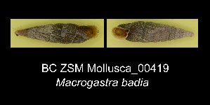 (Macrogastra badia - BC ZSM Mollusca_ 00419)  @13 [ ] CreativeCommons - Attribution Non-Commercial Share-Alike (2012) SNSB, Zoologische Staatssammlung Muenchen SNSB, Zoologische Staatssammlung Muenchen