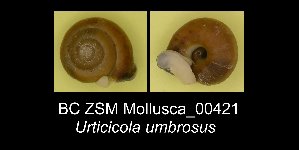  ( - BC ZSM Mollusca_ 00421)  @13 [ ] CreativeCommons - Attribution Non-Commercial Share-Alike (2012) SNSB, Zoologische Staatssammlung Muenchen SNSB, Zoologische Staatssammlung Muenchen