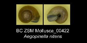  (Aegopinella nitens - BC ZSM Mollusca_ 00422)  @13 [ ] CreativeCommons - Attribution Non-Commercial Share-Alike (2012) SNSB, Zoologische Staatssammlung Muenchen SNSB, Zoologische Staatssammlung Muenchen