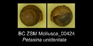  (Petasina - BC ZSM Mollusca_ 00424)  @13 [ ] CreativeCommons - Attribution Non-Commercial Share-Alike (2012) SNSB, Zoologische Staatssammlung Muenchen SNSB, Zoologische Staatssammlung Muenchen