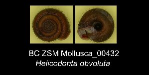  ( - BC ZSM Mollusca_ 00432)  @12 [ ] CreativeCommons - Attribution Non-Commercial Share-Alike (2012) SNSB, Zoologische Staatssammlung Muenchen SNSB, Zoologische Staatssammlung Muenchen