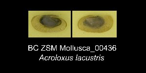  (Acroloxus - BC ZSM Mollusca_ 00436)  @12 [ ] CreativeCommons - Attribution Non-Commercial Share-Alike (2012) SNSB, Zoologische Staatssammlung Muenchen SNSB, Zoologische Staatssammlung Muenchen