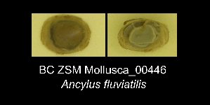  (Ancylus fluviatilis - BC ZSM Mollusca_ 00446)  @12 [ ] CreativeCommons - Attribution Non-Commercial Share-Alike (2012) SNSB, Zoologische Staatssammlung Muenchen SNSB, Zoologische Staatssammlung Muenchen
