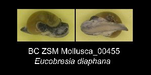  (Eucobresia diaphana - BC ZSM Mollusca_ 00455)  @13 [ ] CreativeCommons - Attribution Non-Commercial Share-Alike (2012) SNSB, Zoologische Staatssammlung Muenchen SNSB, Zoologische Staatssammlung Muenchen