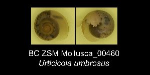  ( - BC ZSM Mollusca_ 00460)  @12 [ ] CreativeCommons - Attribution Non-Commercial Share-Alike (2012) SNSB, Zoologische Staatssammlung Muenchen SNSB, Zoologische Staatssammlung Muenchen
