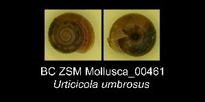  ( - BC ZSM Mollusca_ 00461)  @12 [ ] CreativeCommons - Attribution Non-Commercial Share-Alike (2012) SNSB, Zoologische Staatssammlung Muenchen SNSB, Zoologische Staatssammlung Muenchen