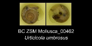  (Urticicolini - BC ZSM Mollusca_ 00462)  @13 [ ] CreativeCommons - Attribution Non-Commercial Share-Alike (2012) SNSB, Zoologische Staatssammlung Muenchen SNSB, Zoologische Staatssammlung Muenchen