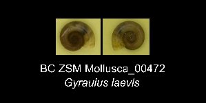  (Gyraulus laevis - BC ZSM Mollusca_ 00472)  @11 [ ] CreativeCommons - Attribution Non-Commercial Share-Alike (2012) SNSB, Zoologische Staatssammlung Muenchen SNSB, Zoologische Staatssammlung Muenchen