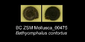  ( - BC ZSM Mollusca_ 00475)  @12 [ ] CreativeCommons - Attribution Non-Commercial Share-Alike (2012) SNSB, Zoologische Staatssammlung Muenchen SNSB, Zoologische Staatssammlung Muenchen
