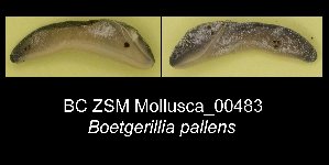  (Boettgerilla pallens - BC ZSM Mollusca_ 00483)  @12 [ ] CreativeCommons - Attribution Non-Commercial Share-Alike (2012) SNSB, Zoologische Staatssammlung Muenchen SNSB, Zoologische Staatssammlung Muenchen