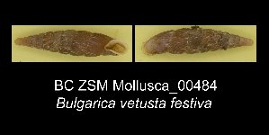  (Bulgarica vetusta - BC ZSM Mollusca_ 00484)  @11 [ ] CreativeCommons - Attribution Non-Commercial Share-Alike (2012) SNSB, Zoologische Staatssammlung Muenchen SNSB, Zoologische Staatssammlung Muenchen
