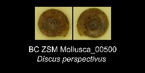  (Discus perspectivus - BC ZSM Mollusca_ 00500)  @12 [ ] CreativeCommons - Attribution Non-Commercial Share-Alike (2012) SNSB, Zoologische Staatssammlung Muenchen SNSB, Zoologische Staatssammlung Muenchen