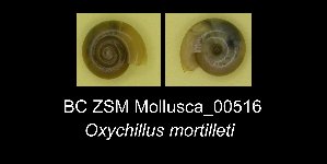  (Oxychilus mortilleti - BC ZSM Mollusca_ 00516)  @12 [ ] CreativeCommons - Attribution Non-Commercial Share-Alike (2012) SNSB, Zoologische Staatssammlung Muenchen SNSB, Zoologische Staatssammlung Muenchen