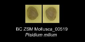  ( - BC ZSM Mollusca_ 00519)  @11 [ ] CreativeCommons - Attribution Non-Commercial Share-Alike (2012) SNSB, Zoologische Staatssammlung Muenchen SNSB, Zoologische Staatssammlung Muenchen
