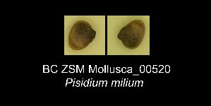  ( - BC ZSM Mollusca_ 00520)  @11 [ ] CreativeCommons - Attribution Non-Commercial Share-Alike (2012) SNSB, Zoologische Staatssammlung Muenchen SNSB, Zoologische Staatssammlung Muenchen