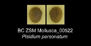  (Pisidium personatum - BC ZSM Mollusca_ 00522)  @11 [ ] CreativeCommons - Attribution Non-Commercial Share-Alike (2012) SNSB, Zoologische Staatssammlung Muenchen SNSB, Zoologische Staatssammlung Muenchen