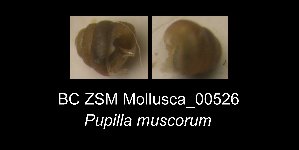  ( - BC ZSM Mollusca_ 00526)  @12 [ ] CreativeCommons - Attribution Non-Commercial Share-Alike (2012) SNSB, Zoologische Staatssammlung Muenchen SNSB, Zoologische Staatssammlung Muenchen