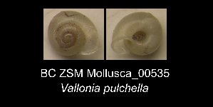  ( - BC ZSM Mollusca_ 00535)  @13 [ ] CreativeCommons - Attribution Non-Commercial Share-Alike (2012) SNSB, Zoologische Staatssammlung Muenchen SNSB, Zoologische Staatssammlung Muenchen