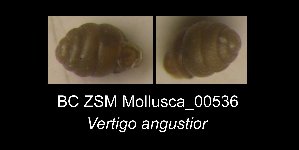  (Vertigo angustior - BC ZSM Mollusca_ 00536)  @13 [ ] CreativeCommons - Attribution Non-Commercial Share-Alike (2012) SNSB, Zoologische Staatssammlung Muenchen SNSB, Zoologische Staatssammlung Muenchen