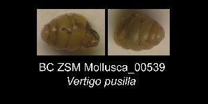  (Vertigo pusilla - BC ZSM Mollusca_ 00539)  @12 [ ] CreativeCommons - Attribution Non-Commercial Share-Alike (2012) SNSB, Zoologische Staatssammlung Muenchen SNSB, Zoologische Staatssammlung Muenchen