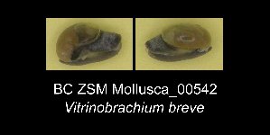 ( - BC ZSM Mollusca_ 00542)  @11 [ ] CreativeCommons - Attribution Non-Commercial Share-Alike (2012) SNSB, Zoologische Staatssammlung Muenchen SNSB, Zoologische Staatssammlung Muenchen