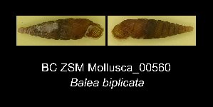  (Alinda - BC ZSM Mollusca_ 00560)  @12 [ ] CreativeCommons - Attribution Non-Commercial Share-Alike (2012) SNSB, Zoologische Staatssammlung Muenchen SNSB, Zoologische Staatssammlung Muenchen