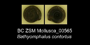  ( - BC ZSM Mollusca_ 00565)  @12 [ ] CreativeCommons - Attribution Non-Commercial Share-Alike (2012) SNSB, Zoologische Staatssammlung Muenchen SNSB, Zoologische Staatssammlung Muenchen