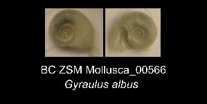  (Gyraulus albus - BC ZSM Mollusca_ 00566)  @12 [ ] CreativeCommons - Attribution Non-Commercial Share-Alike (2012) SNSB, Zoologische Staatssammlung Muenchen SNSB, Zoologische Staatssammlung Muenchen
