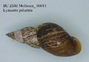  (Stagnicola palustris - BC ZSM Mollusca_ 00011)  @13 [ ] CreativeCommons - Attribution Non-Commercial Share-Alike (2010) SNSB, Zoologische Staatssammlung Muenchen SNSB, Zoologische Staatssammlung Muenchen