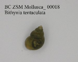  (Bithynia tentaculata - BC ZSM Mollusca_ 00018)  @13 [ ] CreativeCommons - Attribution Non-Commercial Share-Alike (2010) SNSB, Zoologische Staatssammlung Muenchen SNSB, Zoologische Staatssammlung Muenchen