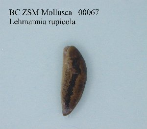  (Lehmannia rupicola - BC ZSM Mollusca_ 00067)  @13 [ ] CreativeCommons - Attribution Non-Commercial Share-Alike (2010) SNSB, Zoologische Staatssammlung Muenchen SNSB, Zoologische Staatssammlung Muenchen