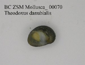  ( - BC ZSM Mollusca_ 00070)  @11 [ ] CreativeCommons - Attribution Non-Commercial Share-Alike (2010) SNSB, Zoologische Staatssammlung Muenchen SNSB, Zoologische Staatssammlung Muenchen