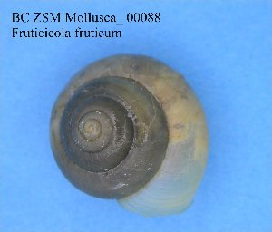  ( - BC ZSM Mollusca_ 00088)  @11 [ ] CreativeCommons - Attribution Non-Commercial Share-Alike (2010) SNSB, Zoologische Staatssammlung Muenchen SNSB, Zoologische Staatssammlung Muenchen