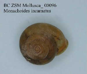  (Monachoides - BC ZSM Mollusca_ 00096)  @12 [ ] CreativeCommons - Attribution Non-Commercial Share-Alike (2010) Stefan Schmidt SNSB, Zoologische Staatssammlung Muenchen
