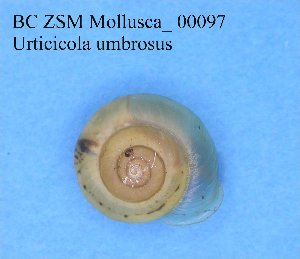  ( - BC ZSM Mollusca_ 00097)  @11 [ ] CreativeCommons - Attribution Non-Commercial Share-Alike (2010) Stefan Schmidt SNSB, Zoologische Staatssammlung Muenchen