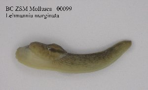  (Lehmannia - BC ZSM Mollusca_ 00099)  @13 [ ] CreativeCommons - Attribution Non-Commercial Share-Alike (2010) Stefan Schmidt SNSB, Zoologische Staatssammlung Muenchen