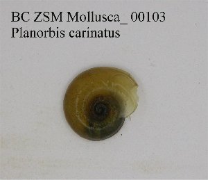  ( - BC ZSM Mollusca_ 00103)  @11 [ ] CreativeCommons - Attribution Non-Commercial Share-Alike (2010) Stefan Schmidt SNSB, Zoologische Staatssammlung Muenchen