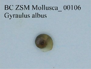  (Gyraulus albus - BC ZSM Mollusca_ 00106)  @12 [ ] CreativeCommons - Attribution Non-Commercial Share-Alike (2010) Stefan Schmidt SNSB, Zoologische Staatssammlung Muenchen
