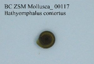  ( - BC ZSM Mollusca_ 00117)  @12 [ ] CreativeCommons - Attribution Non-Commercial Share-Alike (2010) Stefan Schmidt SNSB, Zoologische Staatssammlung Muenchen