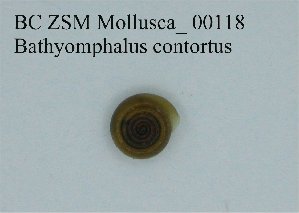 ( - BC ZSM Mollusca_ 00118)  @11 [ ] CreativeCommons - Attribution Non-Commercial Share-Alike (2010) Stefan Schmidt SNSB, Zoologische Staatssammlung Muenchen