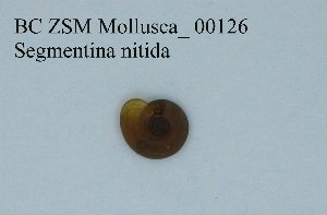  (Segmentina - BC ZSM Mollusca_ 00126)  @13 [ ] CreativeCommons - Attribution Non-Commercial Share-Alike (2010) Stefan Schmidt SNSB, Zoologische Staatssammlung Muenchen
